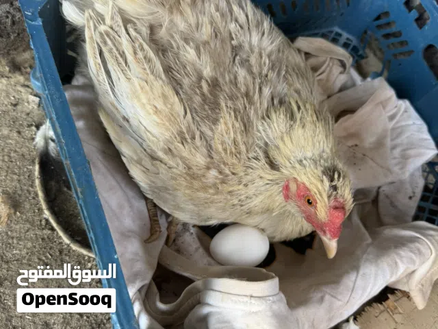 دجاجه كاركه صار يومين