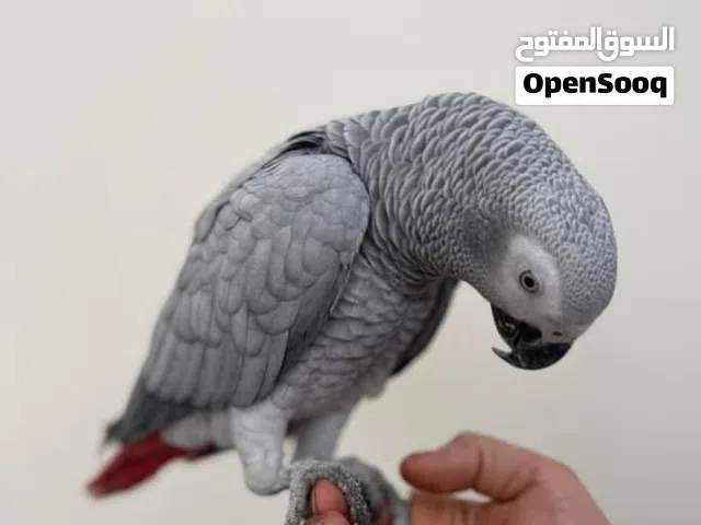 كاسكو انتاج عراقي مفتوح الكلام تجي شرط من تجي تستمع كلام