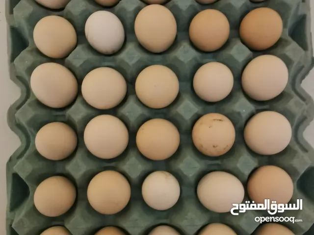 بيض عماني مال الدار