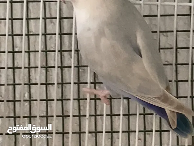 انثى روز بلو اوبلاين العمر.سنه وشهر :الطير منتج وحجم ولون ماشاءالله ومستوا جميل انتاج محلي