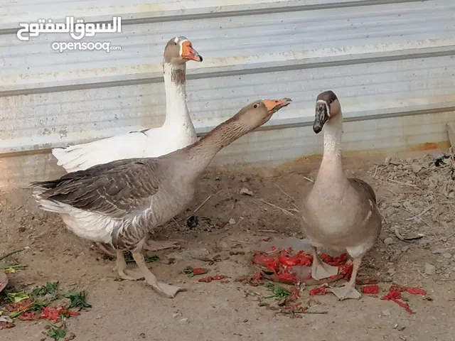 زوج بطوط لبيع او مراوس بدجاج عرب