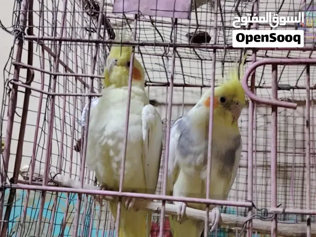 زوجين كوكتيل