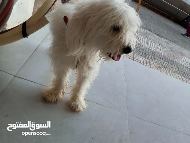 كلب عمر سنه