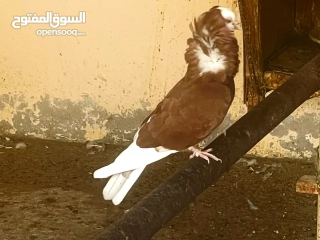 حمام نمساوي للبيع