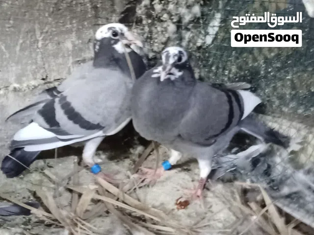 زوج افراخ طينه مكاني بصره زبير
