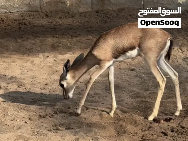 للبيع انثى غزال الدماني
