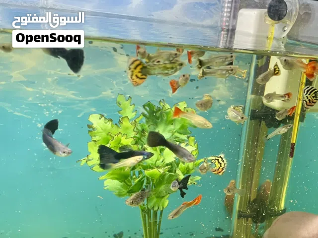 سمك جوبي للبيع