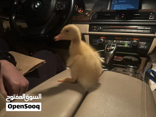 بط اليف للمنزل