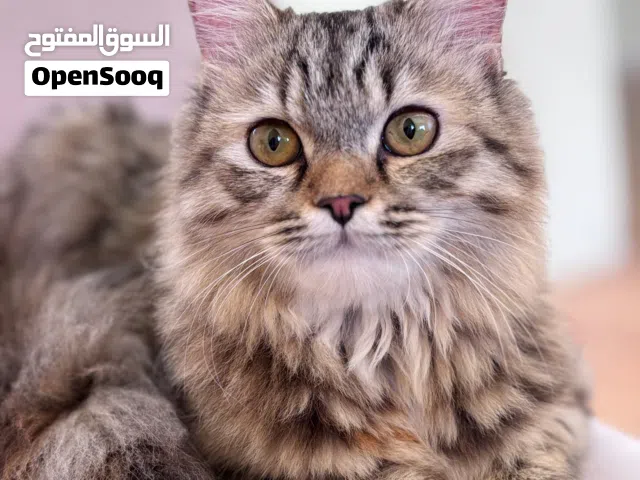 للبيع مستعجل