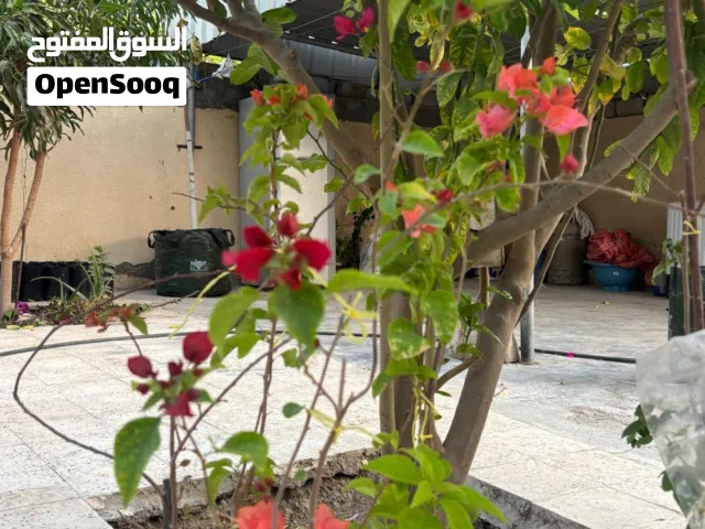 اشجار مزهرة (جهنميات)