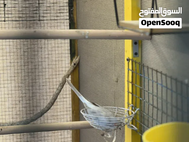 زوج يمام ماسي منتج