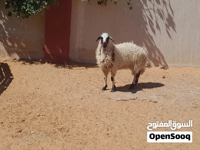 فطيمه وطنيه الله يبارك عمرها ف7شهور سلاله ربي يبارك جنسها تومي..