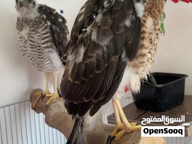 موجود فراخ باز