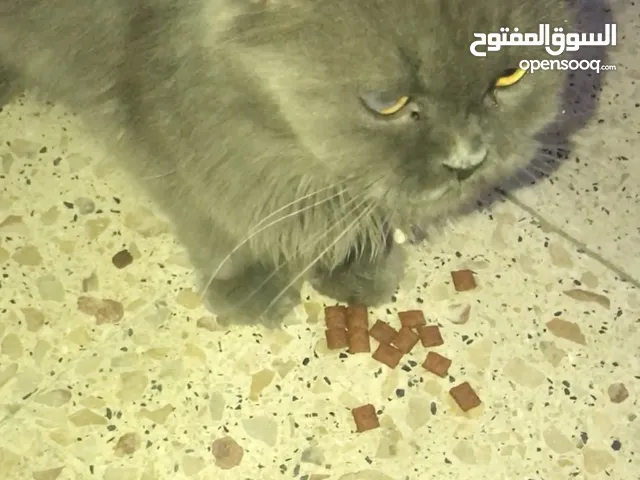 قطه للتبني العاجل