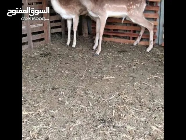 غزلان الريم