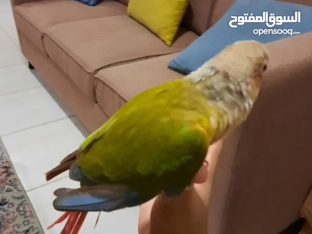Beautiful pineapple conure 6 months old (Male) ر