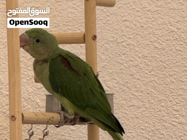 فرخ ببغاء نيبالي