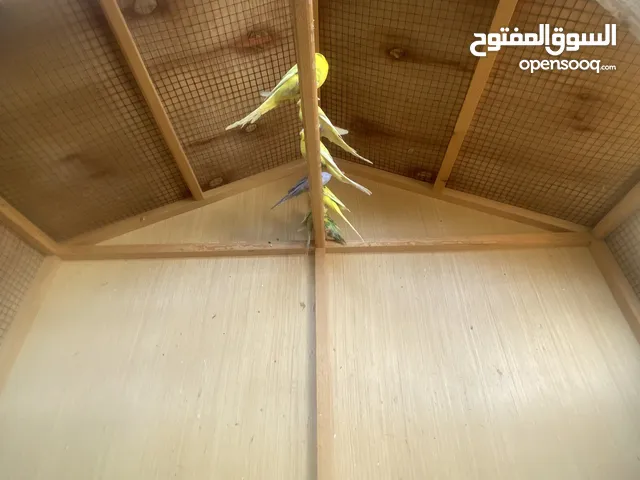 طيور حب للبيع شلع سعرهم 45 الف