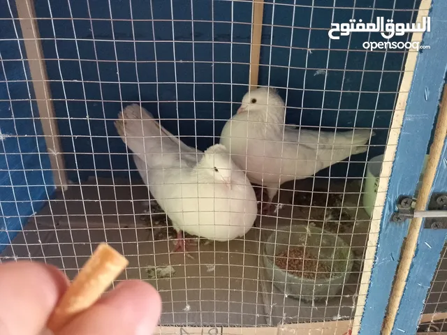 جوز جولدن ابيض قاعد عبيض ممكن بدل
