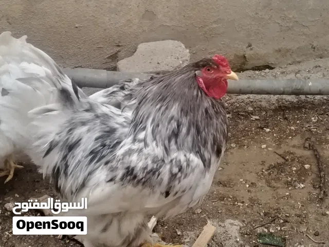 ديك 2 برهمي