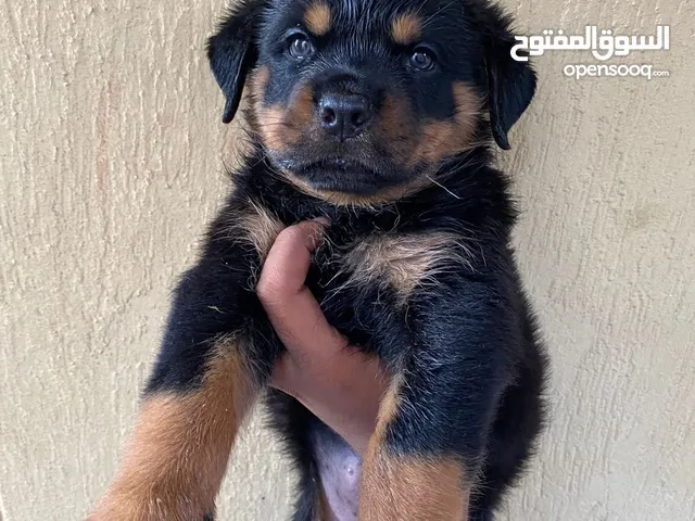 جروين روت وايلر للبيع