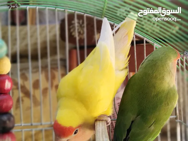 جوز روز بصحه ممتازه الانثى لاتينو عين حمره والذكر الاخضر ................................