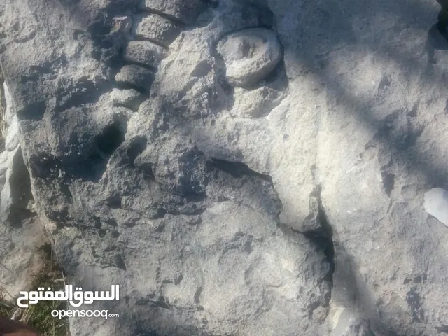 فسیل کریونوئید 300 ملیون سنه