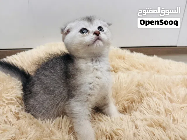 Scottish Fold kittens