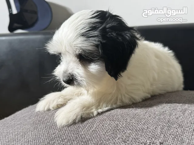 نوع ممتاز حجم صغير جدا مالتيز