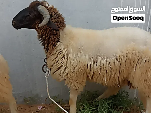 زوز خرفان ما شاء الله