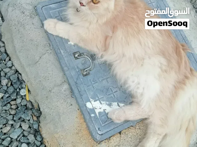 سنور للبيع