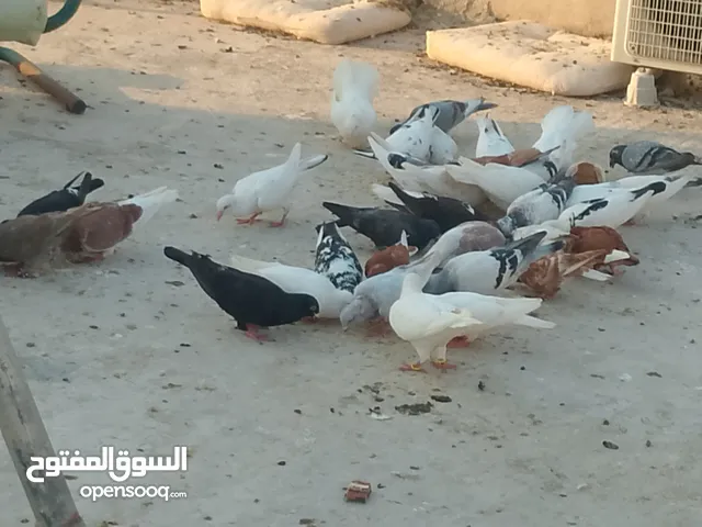 حمام للبيع في الزرقاء العالوك بجانب بقالة الصقر التواصل عبر الواتس اب