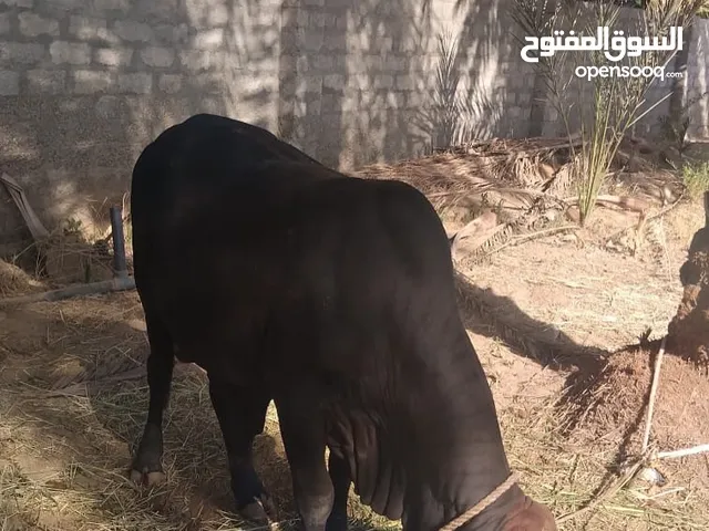 ثيران صوماليات ابو خرخور للبيع مطعومات طعام الدار ꧁༒العزم لتجارة المواشي༒꧂