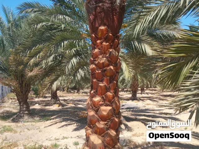 نخيل مثمر ونخيل زينة