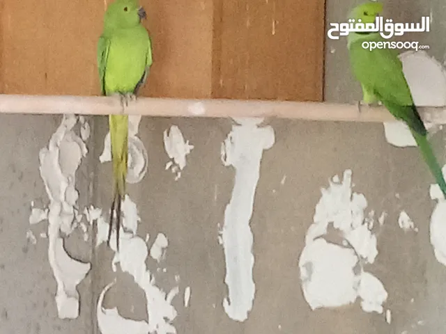 ببغاء الدره