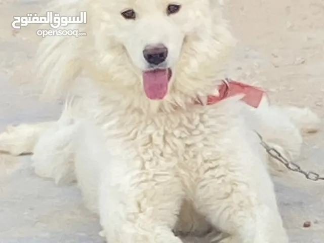 كلب سامويد