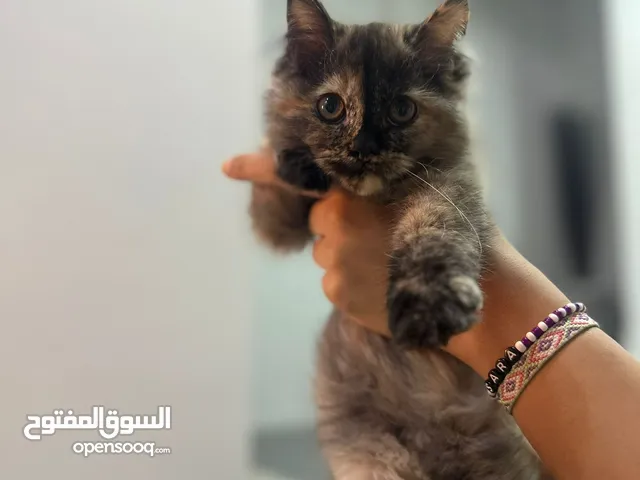 Cats for sale قطط للبيع
