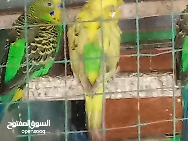مجموعة طيور حب صغار وكبار