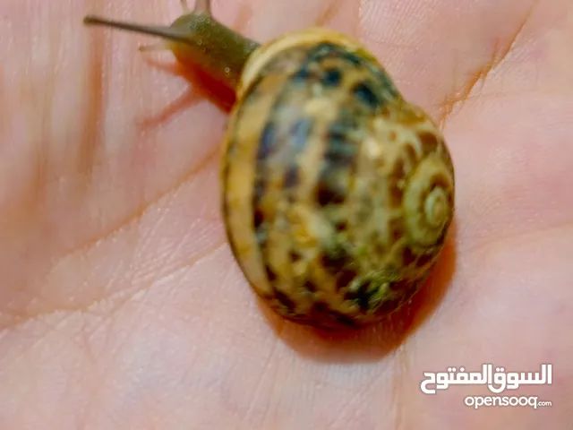 حلزون صغير للبيع .... حلزون للبيع ....حلزون للبيع... حلزون للبيع ...................... حلزون صغير