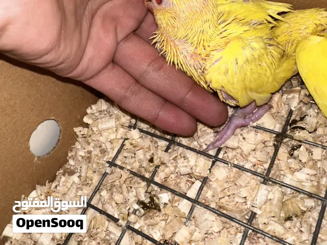 افراخ ببغاء درة اصفر نقي عين حمرة لاتينو