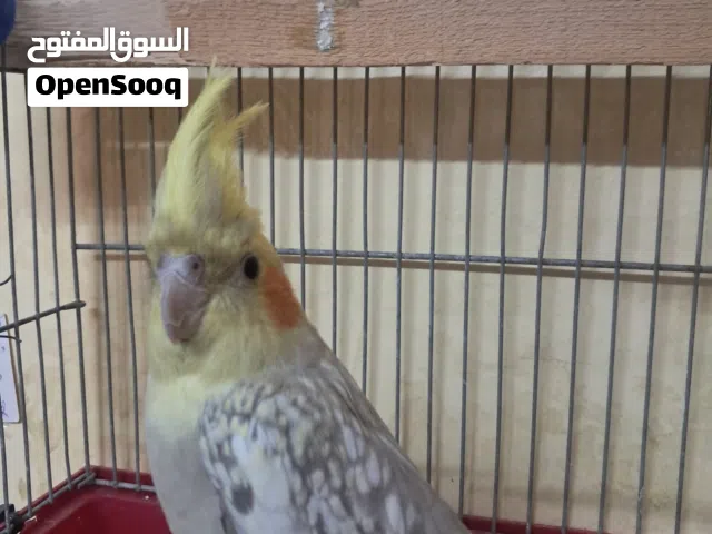 ببغاء كوكتيل ايزابيل   ذكر
