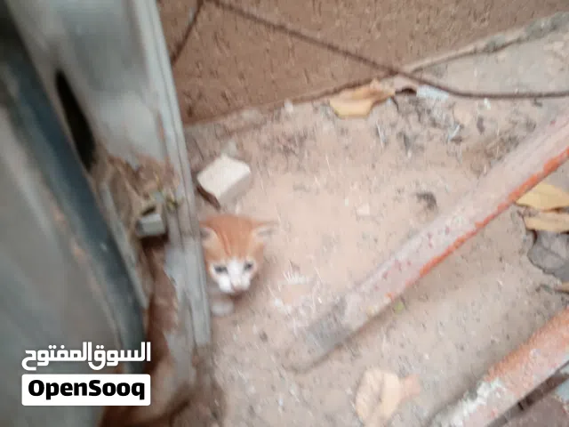 قطه صغيره للبيع عمرها شهر واحد