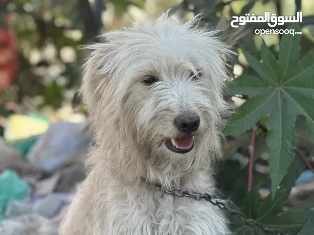 كلب تيرير. ابيضّ كريمي