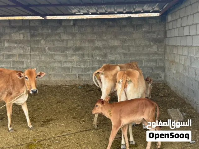 ابقار عمانية للبيع