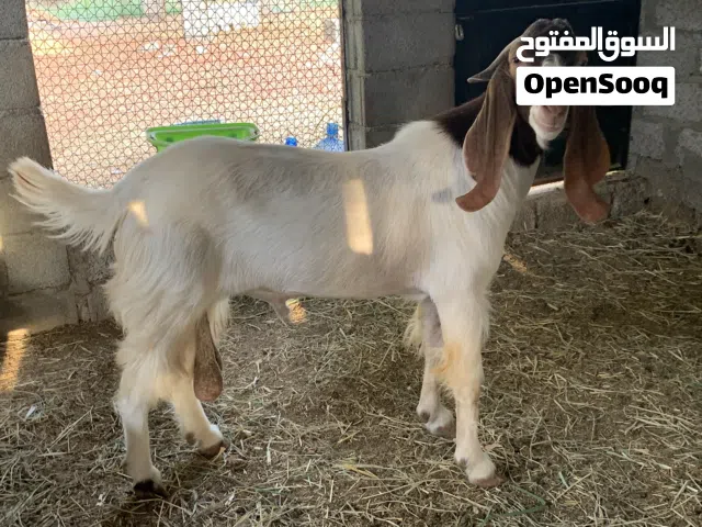اغنام باكستانيه للبيع حلال مطعوم وصحة الحلال لحمدلله ممتازه البيع بالمجموع 7 اغنام  السعر700 قابل