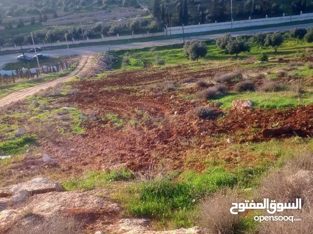 Farm Land for Sale in Mafraq Dahl