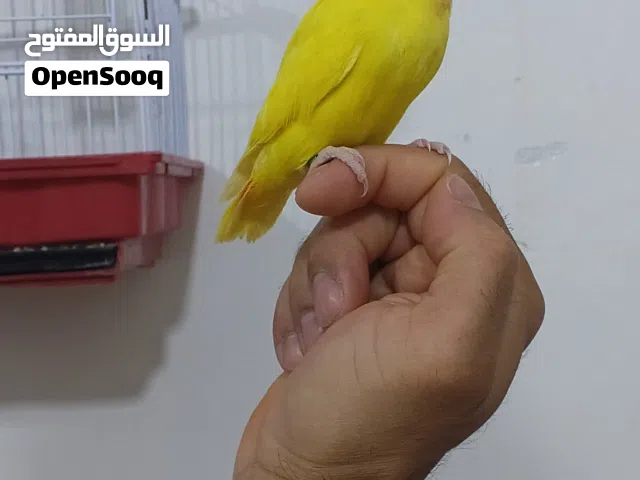 روز رد فيس مروض