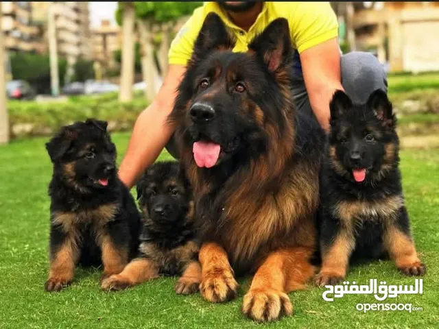 مشروع لمحبين الحيوانات الاليفه فقط