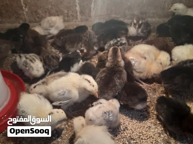 متاح افراخ دجاج عرب ملقحات ونشطات عمر أسبوعين زوج على 3ونص