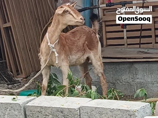 Goat for sale one year old